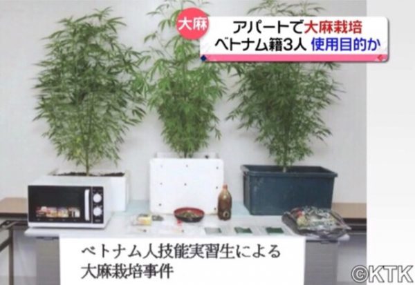 3 người Việt bị bắt vì trồng 3 cây thuốc phiện trong nhà ở Nhật Bản
