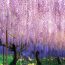 11 địa điểm trốn nắng dưới tán hoa Tử đằng khắp nước Nhật