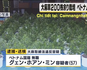 CS Nhật bắt người Việt Nam trồng 216 cây thuốc phiện và 14kg cần xa khô tại nhà