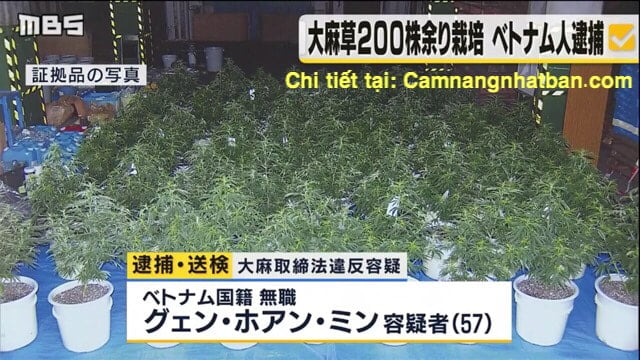  CS Nhật bắt người Việt Nam trồng 200 cây thuốc phiện và 14kg cần xa khô tại nhà