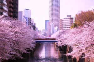 Địa điểm ngắm Hoa Anh Đào- Sakura đẹp số 1 Nhật Bản