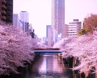 Top 10 điểm ngắm Hoa Anh Đào đẹp nhất Nước Nhật