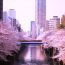 TOP 7 điểm ngắm hoa anh đào đẹp nhất ở Tokyo, Nhật Bản 2023 và Cách đi