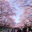 Hoa Anh Đào đẹp ở Công viên Ueno Onshi không thể bỏ qua
