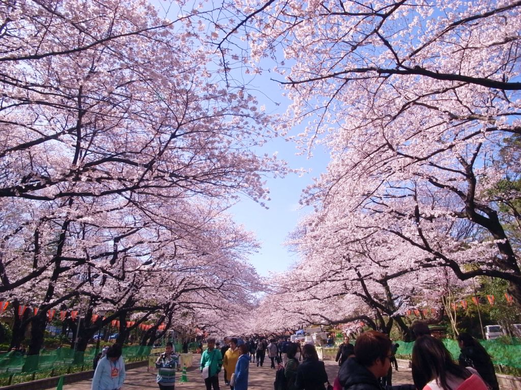 Hoa Anh Đào đẹp ở Công viên Ueno Onshi không thể bỏ qua ở Nhật