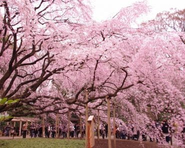 Vườn Lục Nghĩa điểm ngắm hoa Anh Đào tuyệt đẹp ở Tokyo