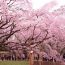 Vườn Lục Nghĩa điểm ngắm hoa Anh Đào tuyệt đẹp ở Tokyo