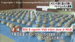 Bắt 6 người Việt ăn trộm 112 quả dưa ở Nhật Bản