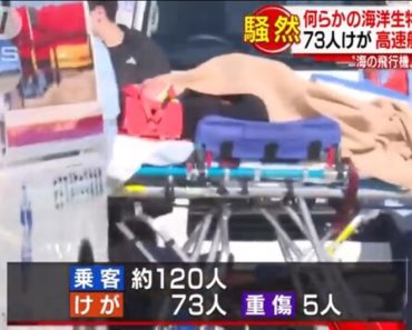 Tàu cao tốc cánh ngầm Nhật đâm vào động vật chưa xác định, 73 hành khách bị thương