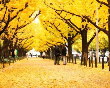 Top 6 điểm ngắm lá vàng đẹp nhất Tokyo không thể bỏ qua