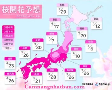 Cập nhật lịch ngắm hoa anh đào ở Nhật Bản năm 2023 đẹp nhất