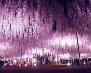 7 địa điểm ngắm hoa Fuji-Tử đằng xung quanh Tokyo đẹp nhất
