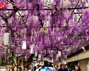 Đi ngắm hoa Fuji Tử Đằng đẹp ở Osaka Nhật Bản