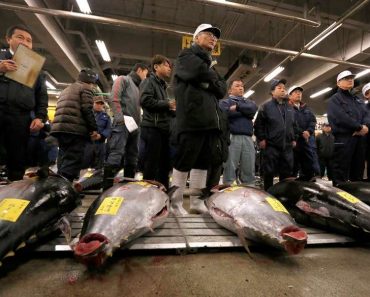 Cá ngừ vây xanh Thái Bình Dương nặng 405kg giá 7,1 tỷ ở Nhật Bản