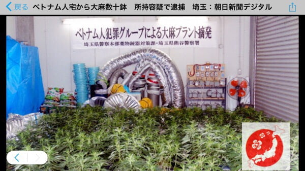 Việt Nam trồng ma túy tại nhà ở Nhật