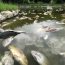 Hơn 1000 con cá Koi bị chết ở Nhật do trời quá nóng