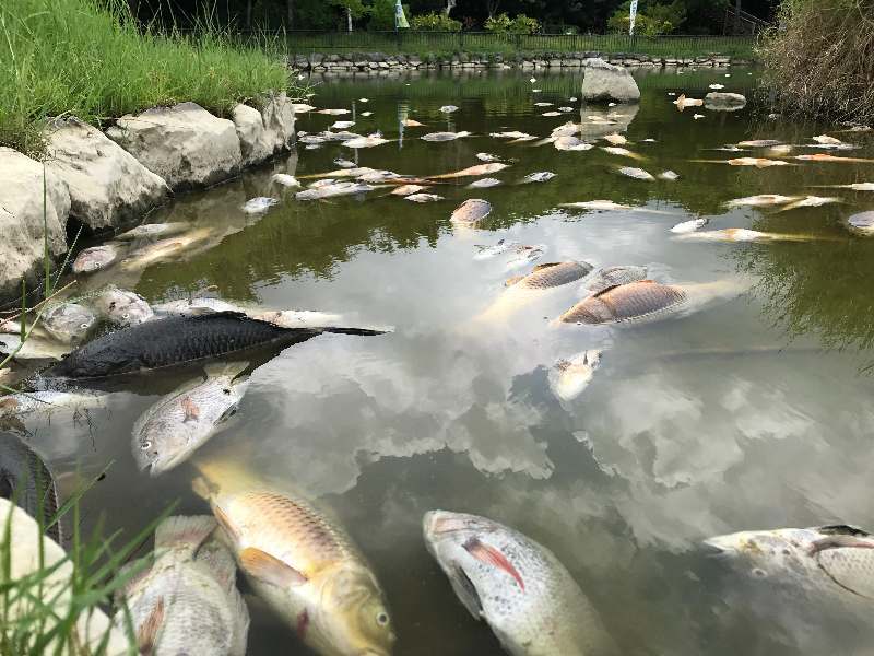 Lượng lớn cá Koi bị chết ở Nhật do trời quá nóng