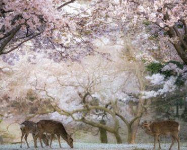 Địa điểm ngắm hoa anh đào đẹp xao xuyến ở Nhật Bản