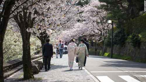 Đi ngắm hoa anh đào ở Kanazawa