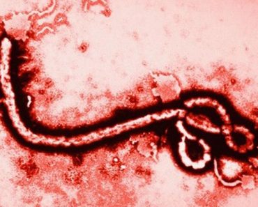 Tất cả những điều cần biết về đại dịch Ebola