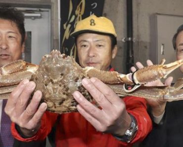 Ai được ăn con cua tuyết đắt kỷ lục 46.000 USD ở Nhật Bản