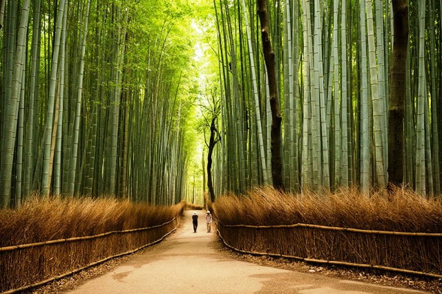 Lạc vào chốn tiên cảnh của rừng tre Sagano, Arashiyama, Kyoto