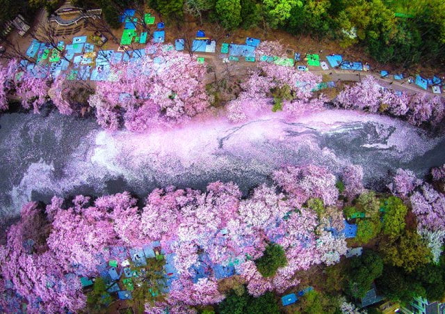 Hoa anh đào nhuốm sắc nước dòng sông thơ mộng ở Tokyo