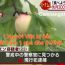 Một du học sinh Việt Nam bị bắt ở Nhật vì hái trộm một quả đào