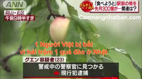 Một du học sinh Việt Nam bị bắt ở Nhật vì hái trộm một quả đào