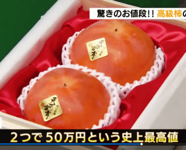 Xem hai quả hồng được bán đấu giá gần 5.000 USD ở Nhật Bản ntn