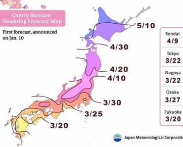 Năm 2019, hoa anh đào Nhật Bản nở sớm Lịch ngắm hoa