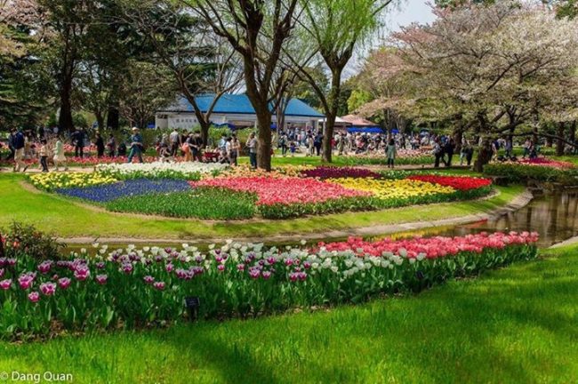 Các loại hoa ở công viên Tachigawa Tokyo