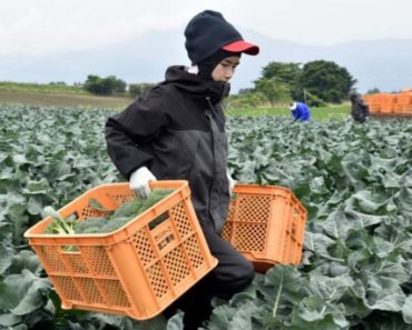 Thủ tướng Nhật chỉ đạo mở cửa đối với lao động phổ thông nước ngoài