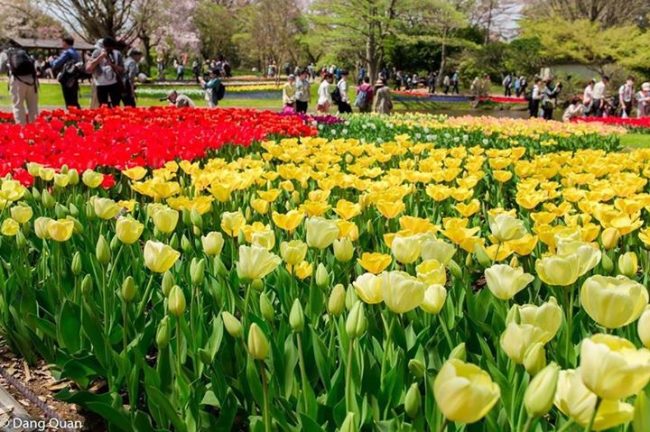 Vườn hoa Tulip đẹp rực rỡ ở công viên Tachigawa Nhật Bản