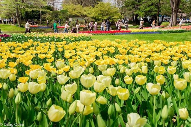 Đua nhau đi ngắm hoa ở công viên Tachigawa