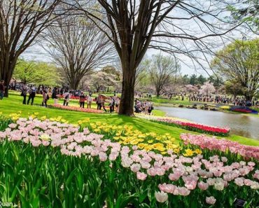 Đi ngắm hoa đẹp rực rỡ ở công viên Tachigawa Nhật Bản