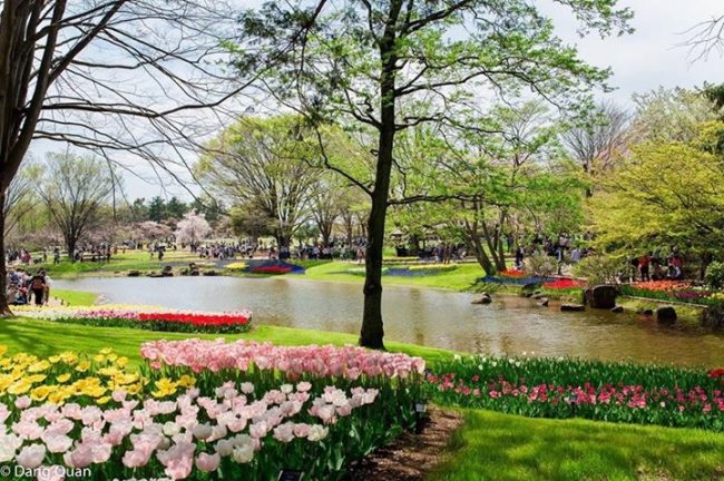 Đi ngắm hoa đẹp rực rỡ ở công viên Tachigawa Nhật Bản