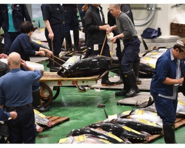 Chợ cá lớn nhất thế giới ở Nhật Bản mở lại