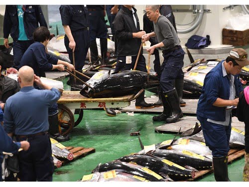 Chợ cá lớn nhất thế giới ở Nhật Bản mở lại