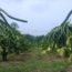 Nhật Bản siết rau quả Việt do hàm lượng thuốc bảo vệ thực vật