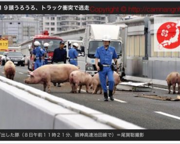 Đàn lợn xổ lồng chạy náo loạn trên đường cao tốc Nhật Bản do va chạm