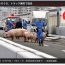 Đàn lợn xổ lồng chạy náo loạn trên đường cao tốc Nhật Bản do va chạm