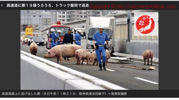 Lợn chạy loạn xạ trên đường cao tốc ở Nhật Bản