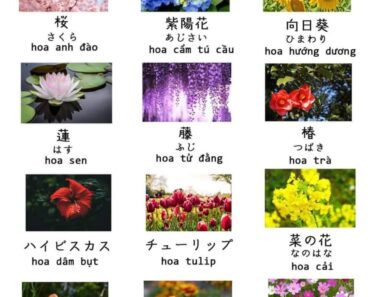 Tên các loài hoa trong tiếng Nhật Bản cập nhật